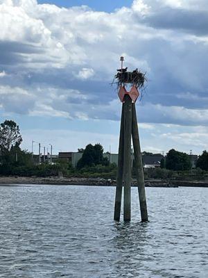 Osprey nest