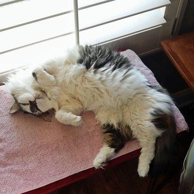 Gracie loves her heating pad in the window in Tennessee!