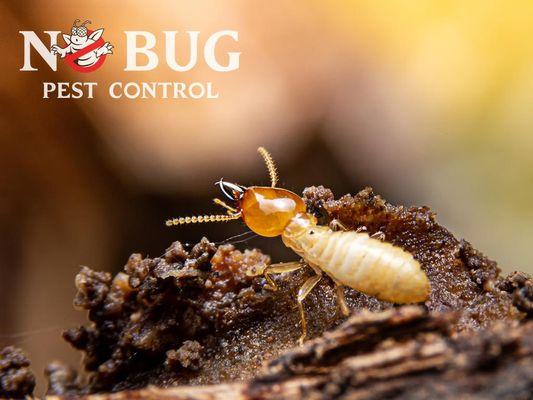 No Bug Pest Control