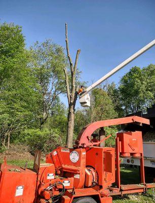 The Tree Guy Services LLC