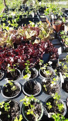 Herbs from the garden