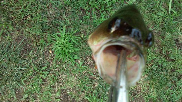 Check out that big boy perch September 21st 2016-this is alder lake