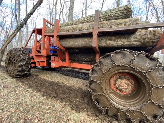 Logging in Sharon Ct