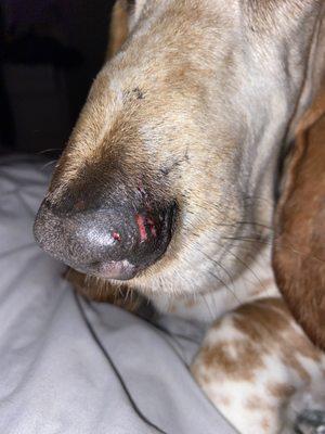 My dog's injury after his first day at daycare