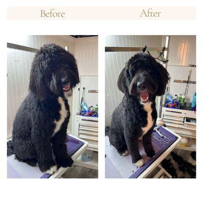 Matan Dog Grooming