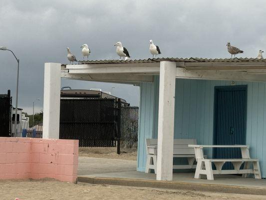 Everyone enjoys the beach.