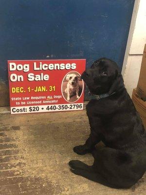 We sell Dog licenses!