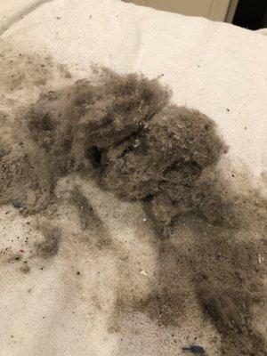 What was taken out of carpet after I vacuumed after he supposedly cleaned.