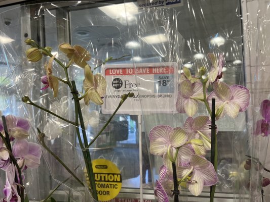 BOGO orchids