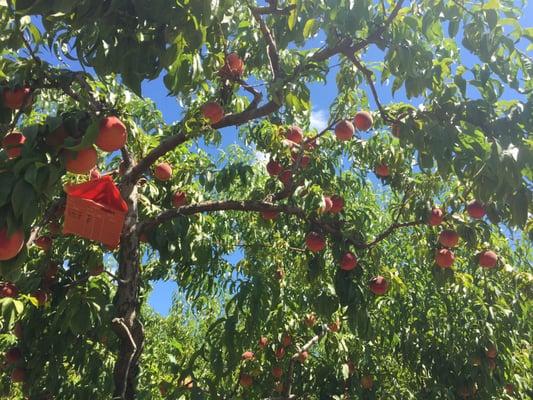 Rosa peaches ready for picking.