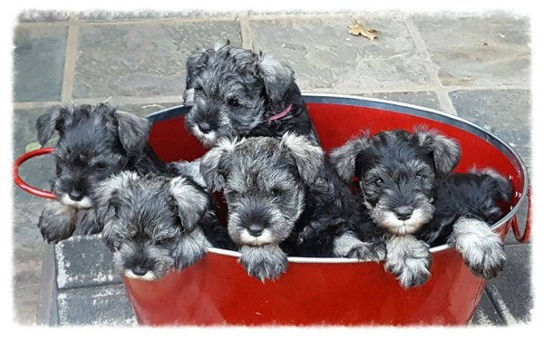 Heavenly Miniature Schnauzer