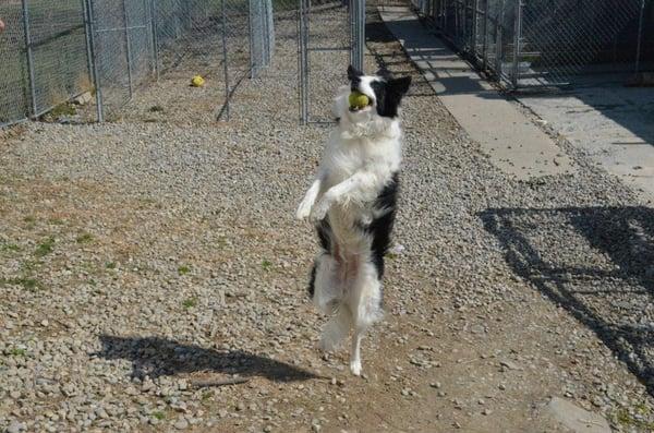 Busta playing catch in our play yard