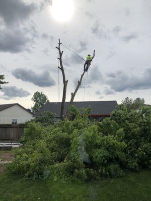 Roots to Branches Tree Care