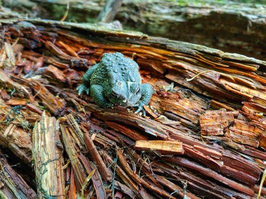 Withrow Nature Preserve