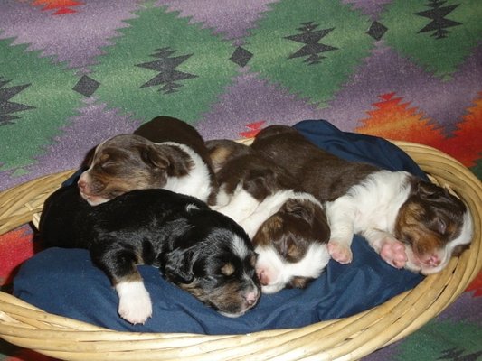 Rocky Mountain Mini Aussies available Mini Aussie Puppies for sale (with tails)