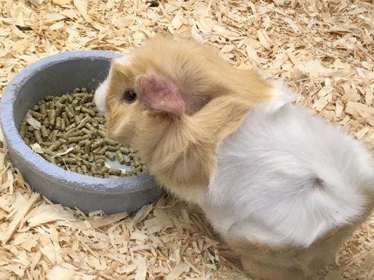 Guinea pig