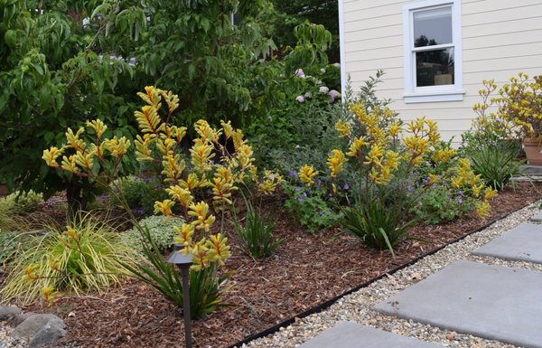 Harmony Kangaroo paws