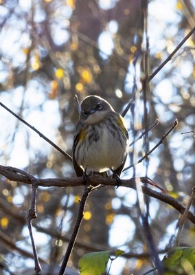 Adorable Yellow Rumped Warbler