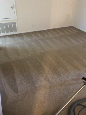 Steam cleaning- Carpet