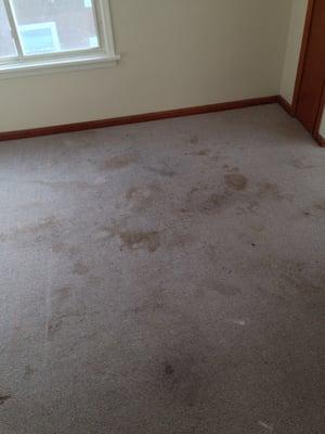 Well-Done Carpet Cleaning