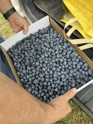 Thompson's Blueberries