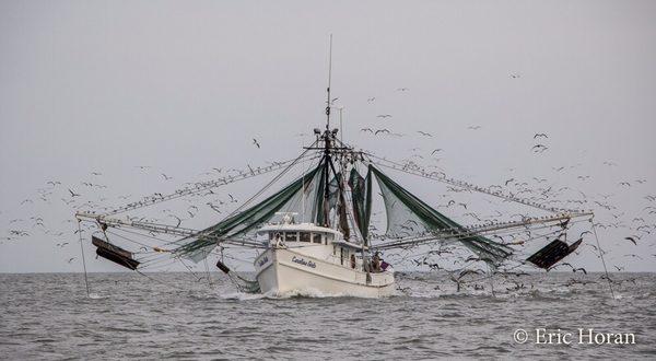 During the shrimping season, May-December we follow the working boats for some amazing action!