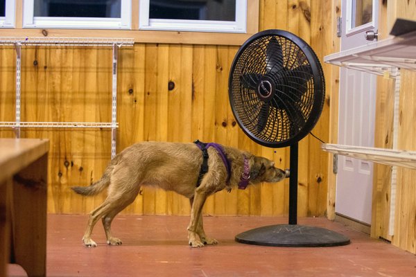 Pippi finds odor on the fan!