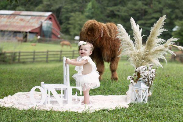 Book your Highland Calf 1st Birthday Session today! Monroe, GA