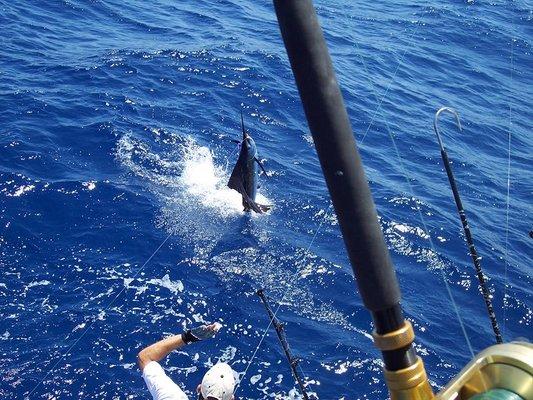 Come catch a Blue Marlin with us!