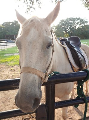 My son saddled, groomed and rode Romeon on first lesson.