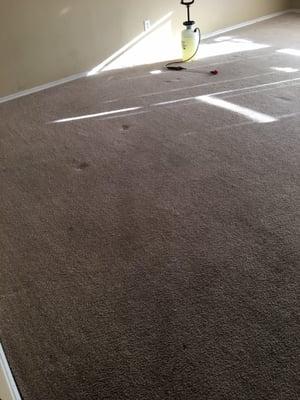 Heavy soiled carpet before photo