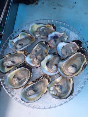 Fresh oysters daily! Add a little salt and lime, and oh boy are you in heaven!