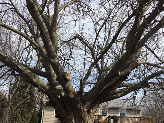 Island Tree Service