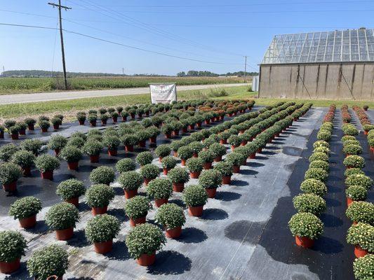 Teeuwen Greenhouses