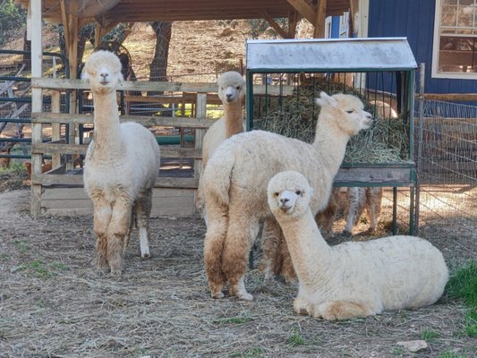 The adult alpacas