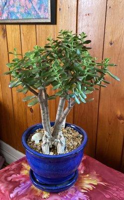 Baby jade plant with a jade turtle and zen figurines.