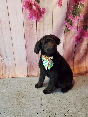 Diggle, a 8 month old Aussidoodle!