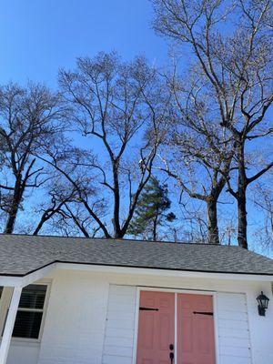 Trimming very tall trees