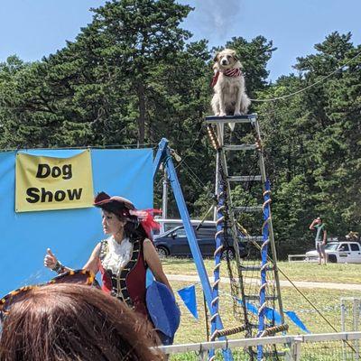 Talented dog in Puppies of Penzance show