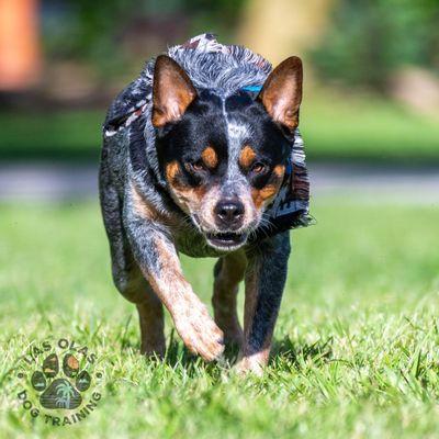 Australian Cattle Dog