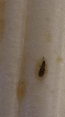 This is what I found in my food.... they should be closed down. DISGUSTING.