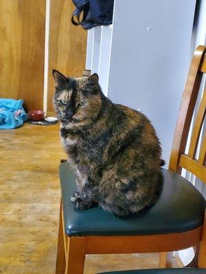 One of the three cats that live inside the ballet studio. If you're allergic, take allergy meds or find a different studio!