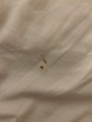 What appears to be dried blood stains on my supposed clean bedding.