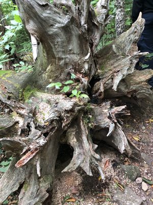 Here is a falling tree in the hike trail