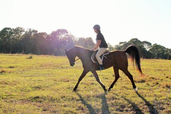 Arabian Hunter Under Saddle