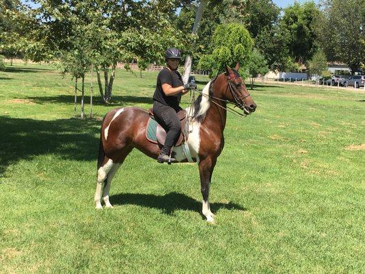 Amy, the beautiful American Saddlebred!