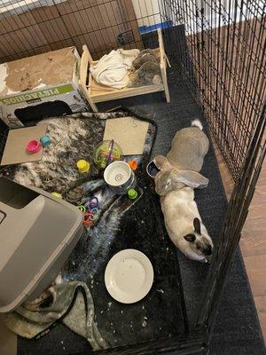 Georgia House Rabbit Society