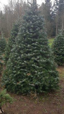 Our 10 foot turkish fir