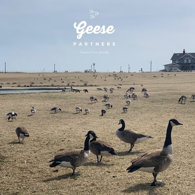 Geese Partners