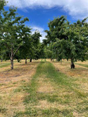 Cherry Trees